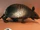 Armadillo