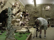 Filming the trophies