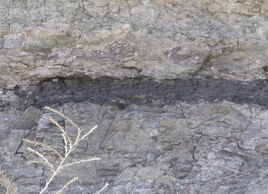 Coal