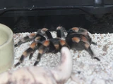 Spiders