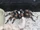 Spiders