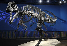 Acrocanthosaurus
