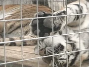 A tiger relaxing at the sanctuary