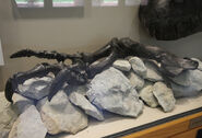 Fossils casts on display at the University of Oklahoma