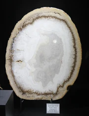 Petrified Palmwood, the official state stone of Texas, on display at the 