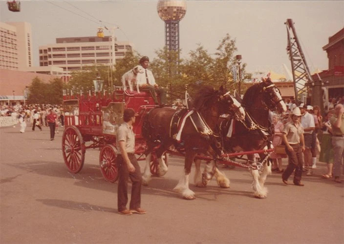 Budweiser Clydesdales Esteem Education Wiki Fandom