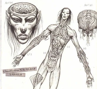 Disección de un Eldar.