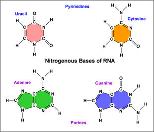 Bases-in-rna.jpg