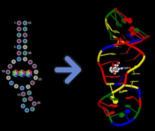 Aptamer 1FMN