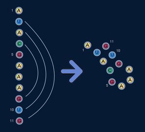 Basepairing2