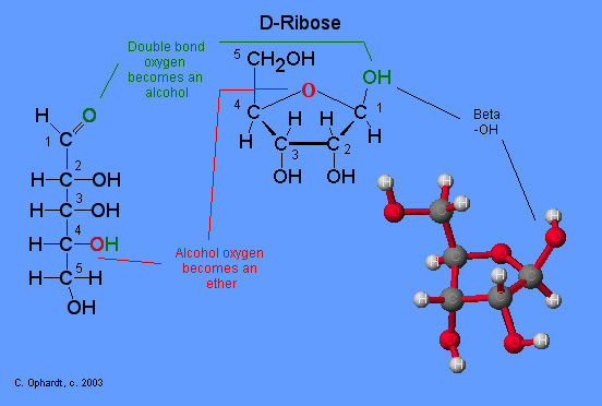 Featured image of post Recipe of Simple Sugars Wiki