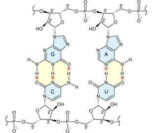 Base pair - Wikipedia