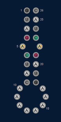 Internal Loop Ex