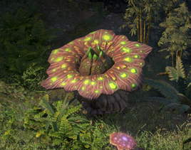 PE2 Dank Spore