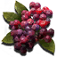 Springberries icon.png
