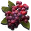 Springberries icon