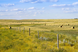 Eastern gatland steppe