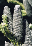 Abies balsamea cones.