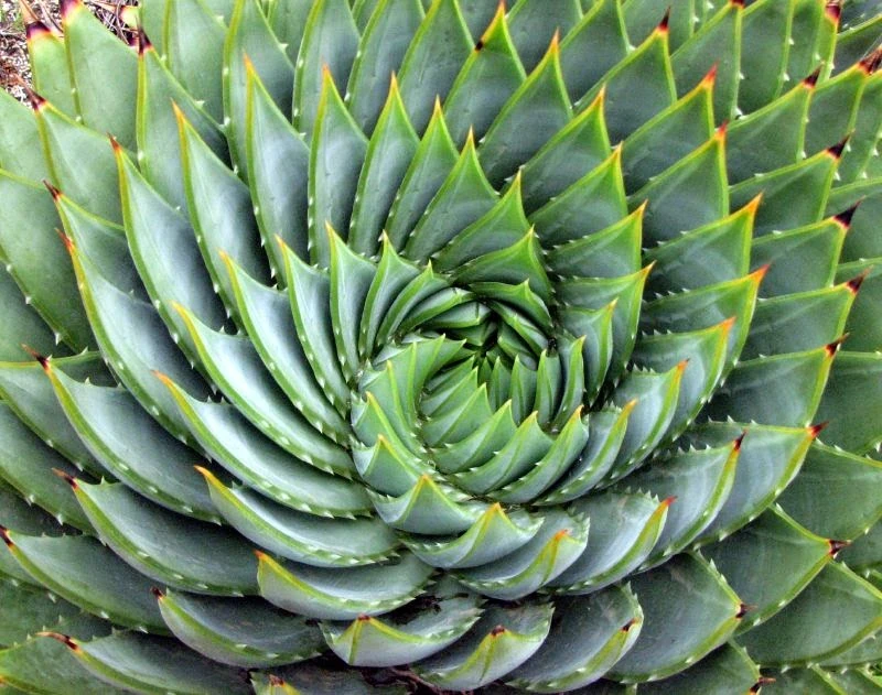 aloe hair moisturizer Aloe vera & Cucumber- Skin & Hair Moisturizer