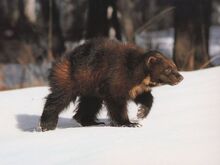 Image003-0.jpg