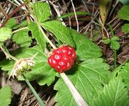 Rubus arcticus berry