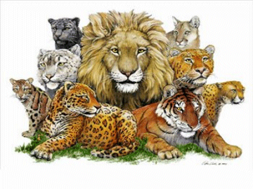 Felidae Family | Eukaryote Wiki | Fandom