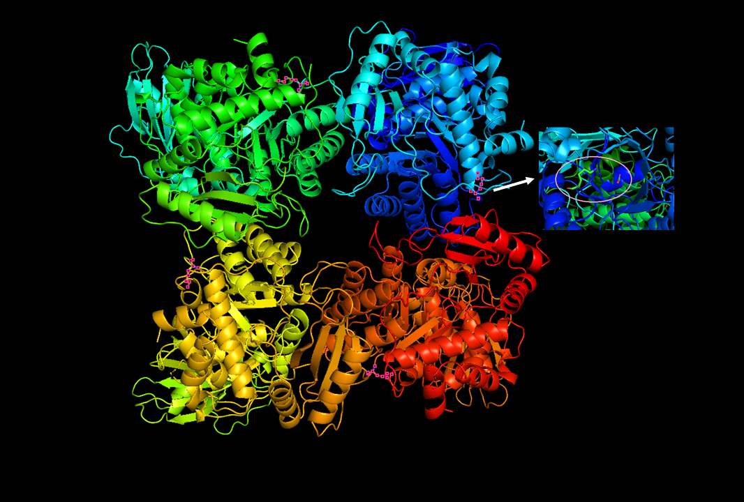 Rubisco enzyme eukaryote wiki fandom