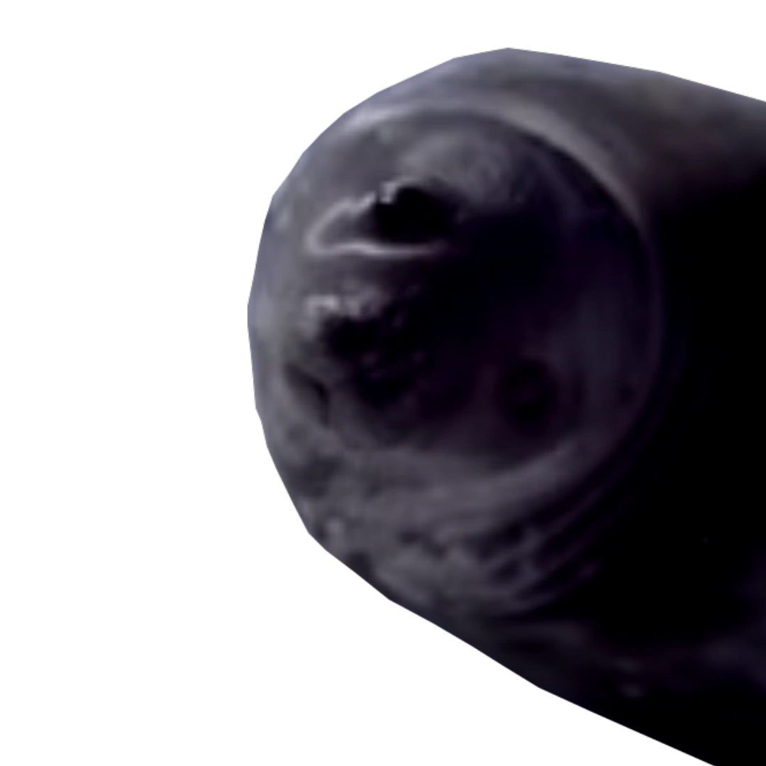 Seal | Roblox Evade Wiki | Fandom