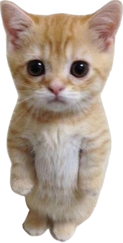 El Gato, Floppapedia Revamped Wiki