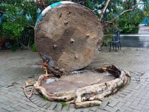 Tree02- 1024.jpg (132 KB) Tree02- 1024