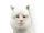 1249998872-uC9GQ0vAIm.jpg