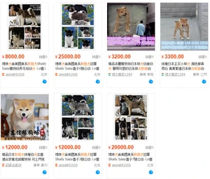 Taobaoautumnfielddog1.jpg (155 KB) Taobaoautumnfielddog1