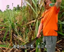 Liucut.jpg (39 KB) Liucut