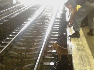 MTR dog incident 1.jpg (47 KB) MTR dog incident 1