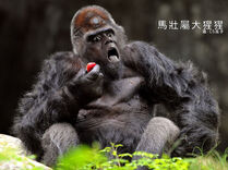3atQGne.jpg (107 KB) 馬壯屬大猩猩