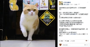 Creamgorbyetsimeast1