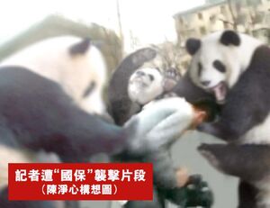 Reporter assault panda