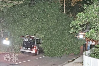 Treefall chinwah car.jpg (48 KB) Treefall chinwah car