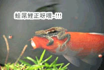 9qlyeo.gif (128 KB) 9qlyeo