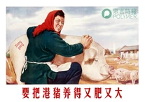 FeedingHKPIG.png (260 KB) 文革海報:要把港豬養得又肥又大