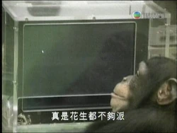 Peanuts Chimpanzee.jpg (33 KB) Peanuts Chimpanzee