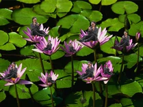 Rcrdhk.png (645 KB) Rcrdhk