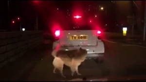 20160201dog.jpg (147 KB) 短片截圖