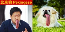 Pekingese.jpg (266 KB) 北京狗的三寸不爛之舌