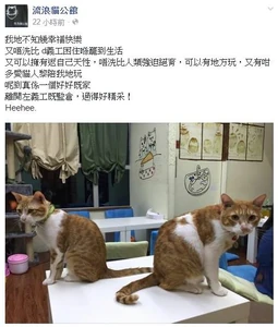 13173788 255811681440261 5429468875052611573 n.jpg (43 KB) 流浪貓公館曾設立fb專頁發帖,現已刪除