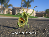 Wfc-螳螂.png (647 KB) 螳螂版