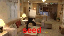 Tong lap yin seed.gif (1.04 MB) seed呢屌你!