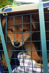 Taobaoautumnfielddog2.jpg (112 KB) Taobaoautumnfielddog2