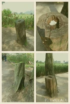 專頁斬樹圖片