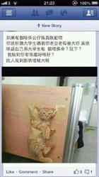 Facebook瘋傳的虐貓照片